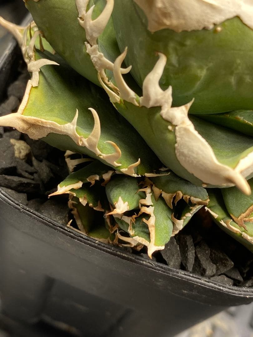 lize 大白鯊　間違い無しのドーベルP血統　子株販売