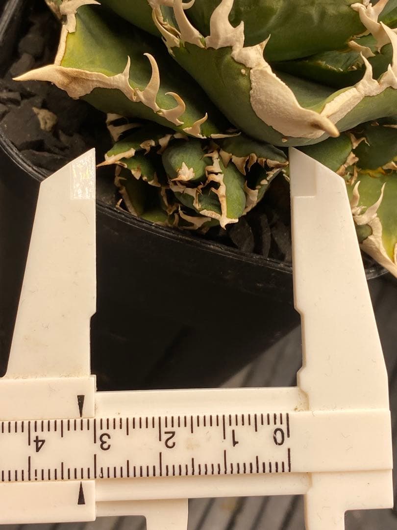 lize 大白鯊　間違い無しのドーベルP血統　子株販売