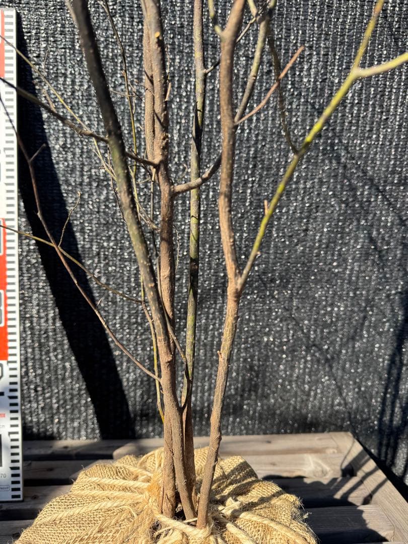 クロモジ 山採り 【品番3535】