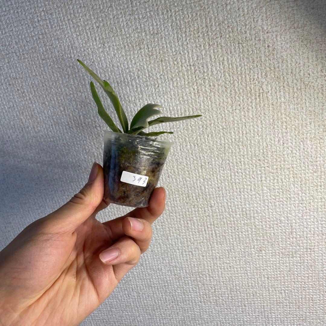 ビカクシダ P.willinckii Golden boy spore - メルカリ