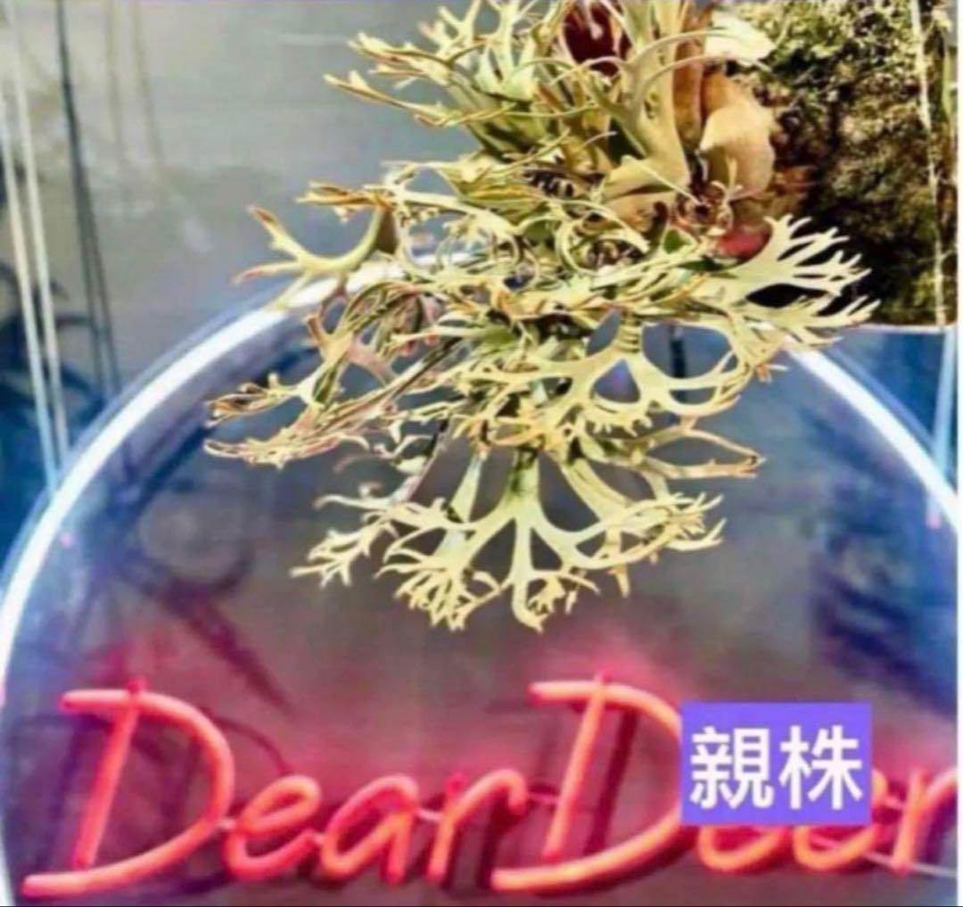 ビカクシダ P.willinckii Golden boy spore - メルカリ