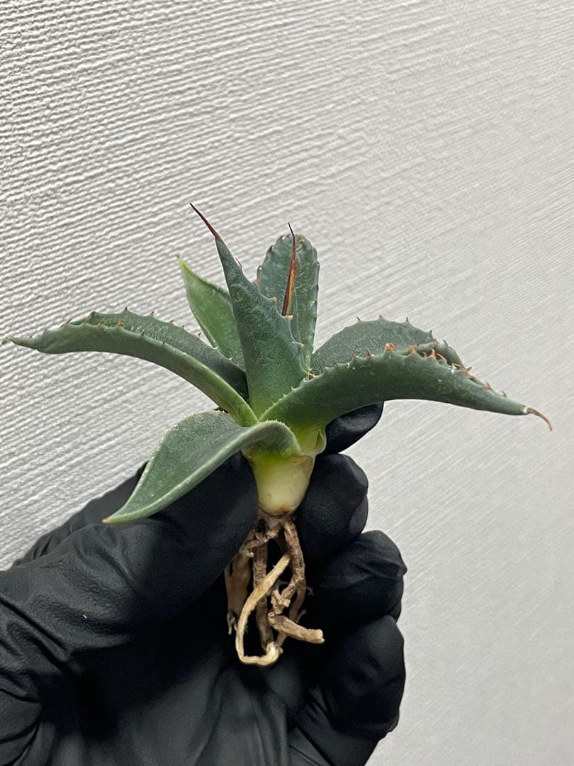 ジェレミー産Hidden Agaveアガベ エボリスピナ×モンタナ ハイブリッド