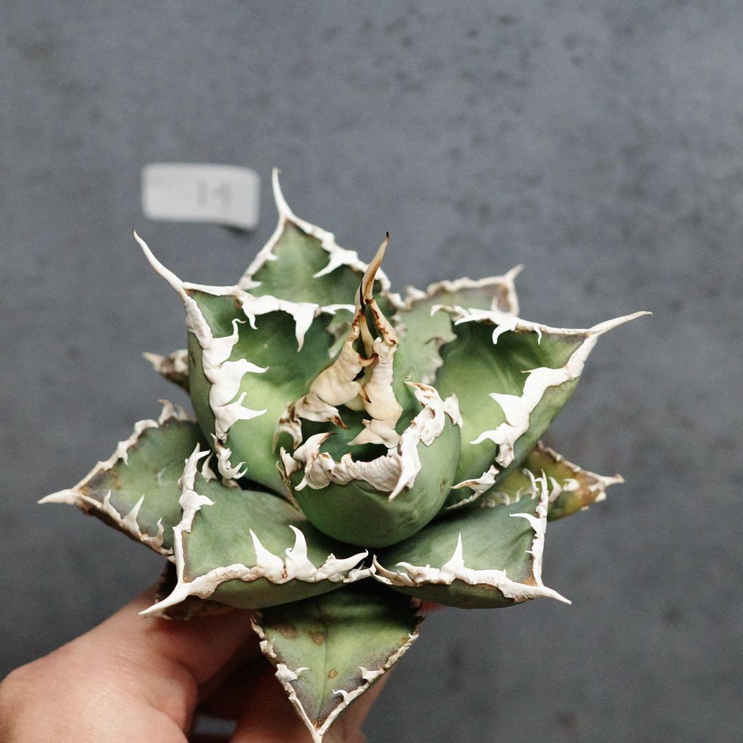 アガベ チタノタ オテロイ 包心龍 OC株 太バンド 14