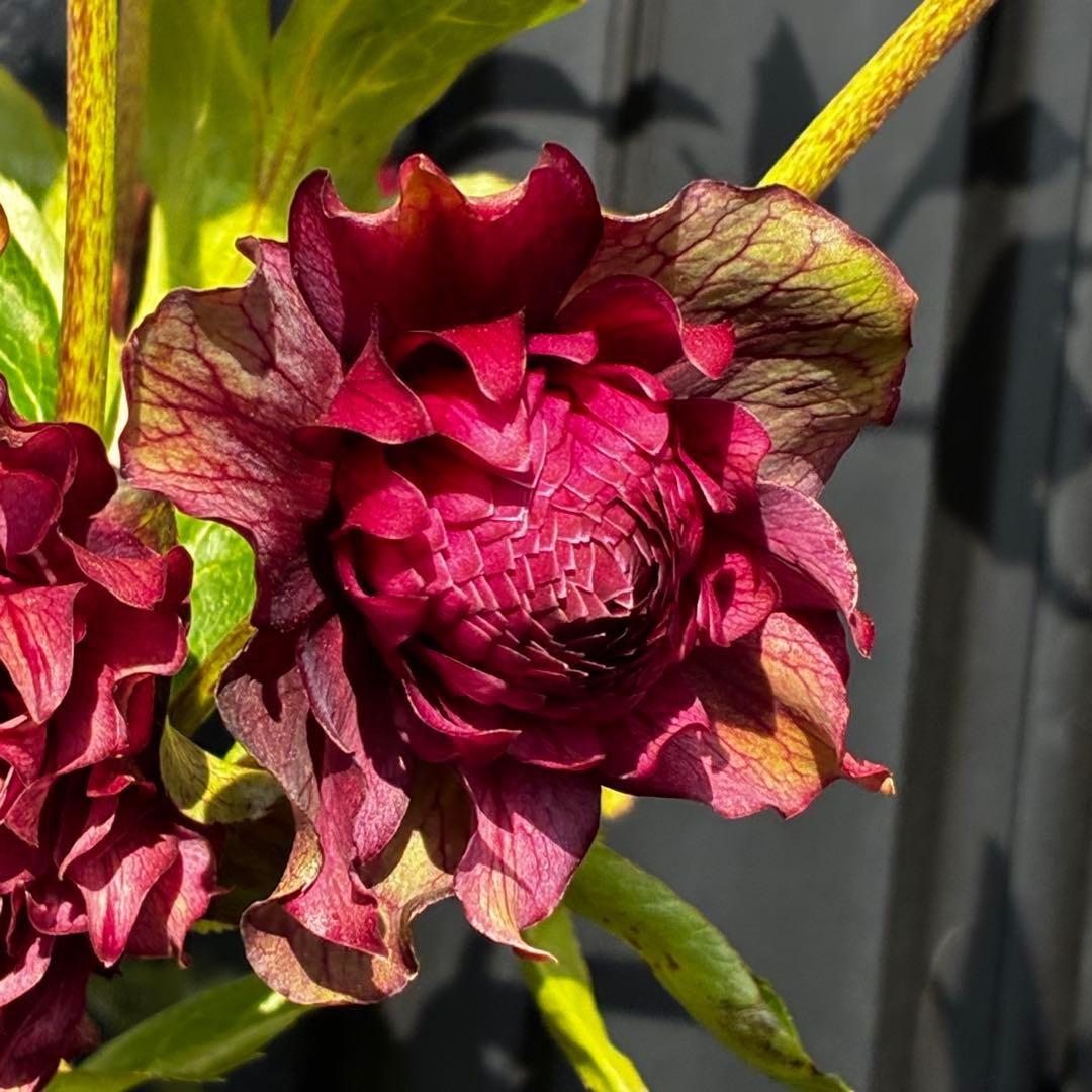 ｍ*a様 585☘️蕾花付☘️トンガリ個性的☘️6号⭐️小中輪⭐️超スーパー多弁