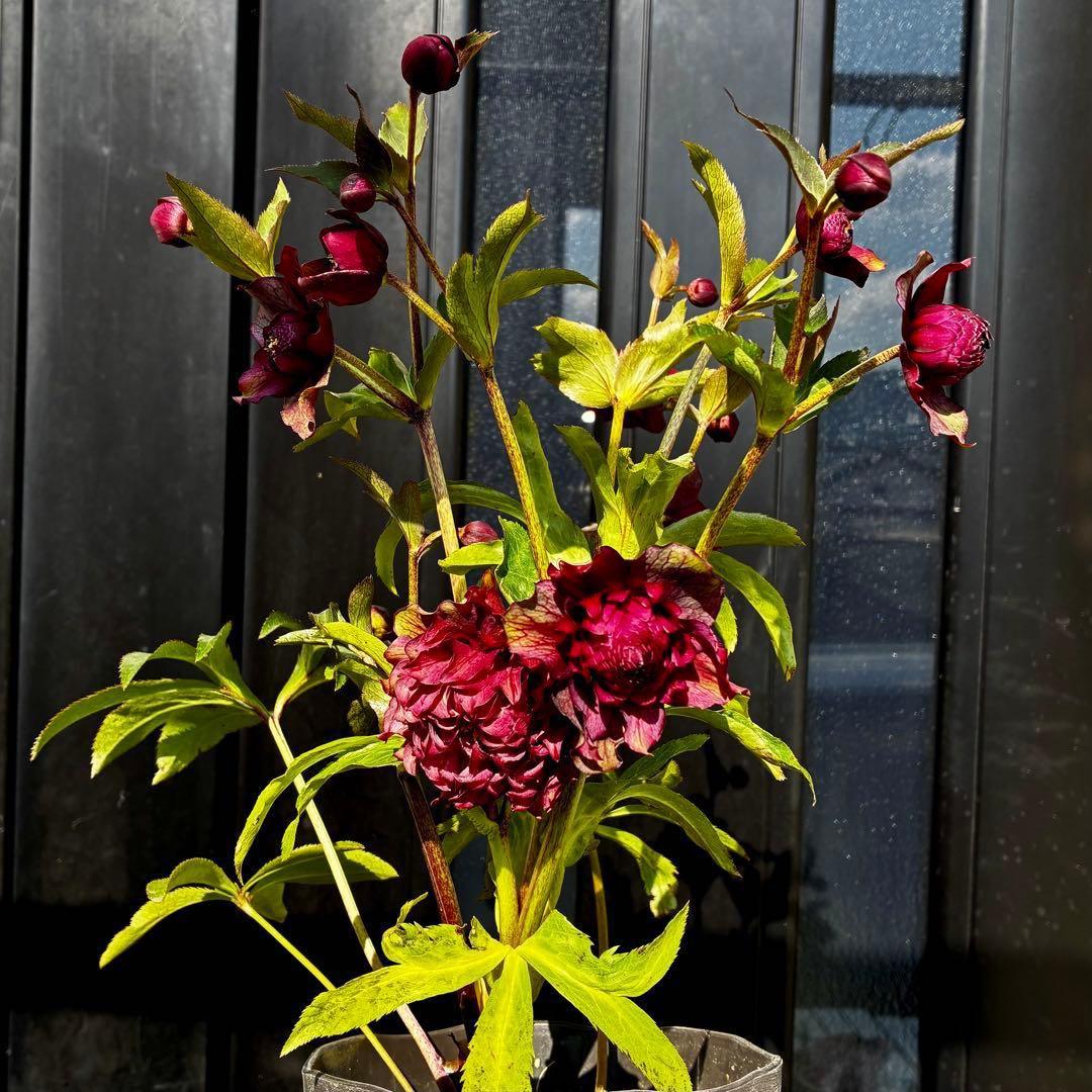 ｍ*a様 585☘️蕾花付☘️トンガリ個性的☘️6号⭐️小中輪⭐️超スーパー多弁