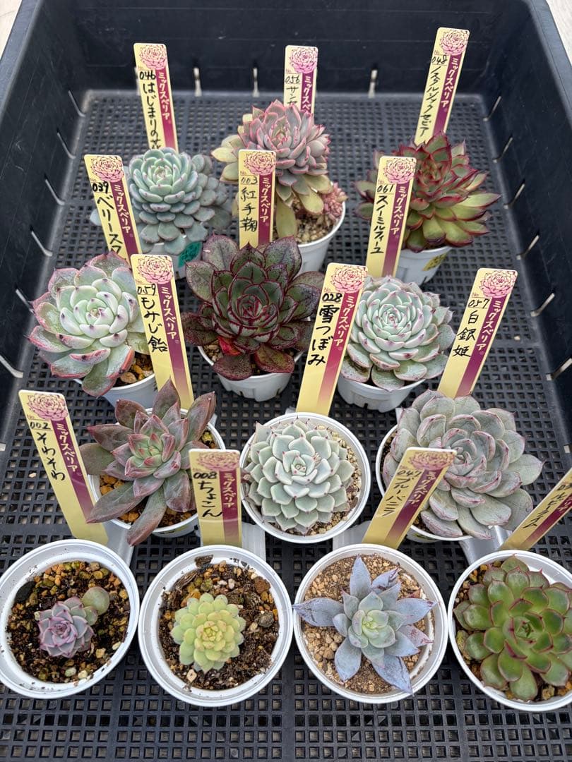 おらいさん苗12個セット そわそわオマケで13苗ミックスベリア