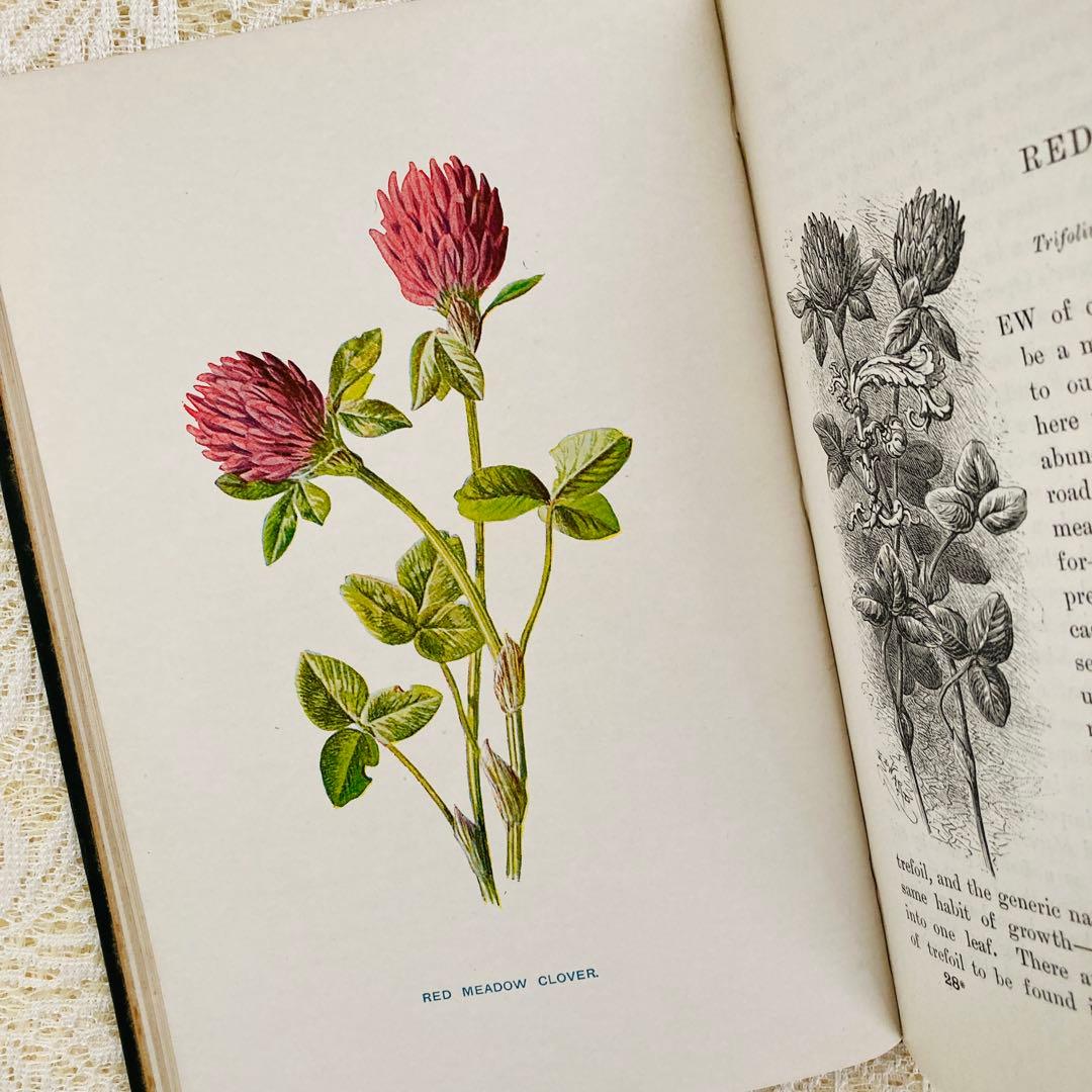 洋書古書 希少 Familiar Wild Flowers アンティーク植物図鑑