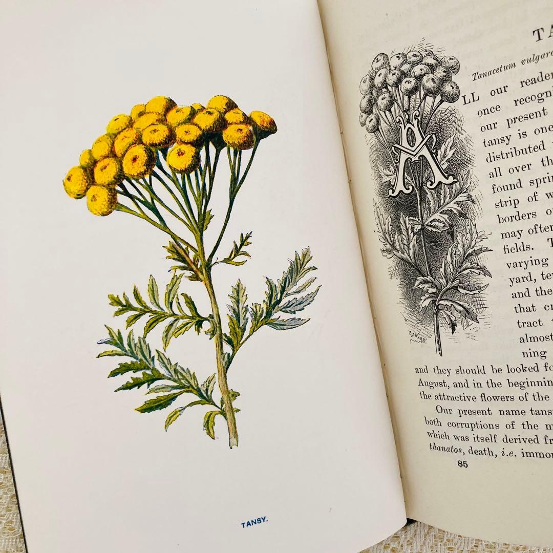洋書古書 希少 Familiar Wild Flowers アンティーク植物図鑑