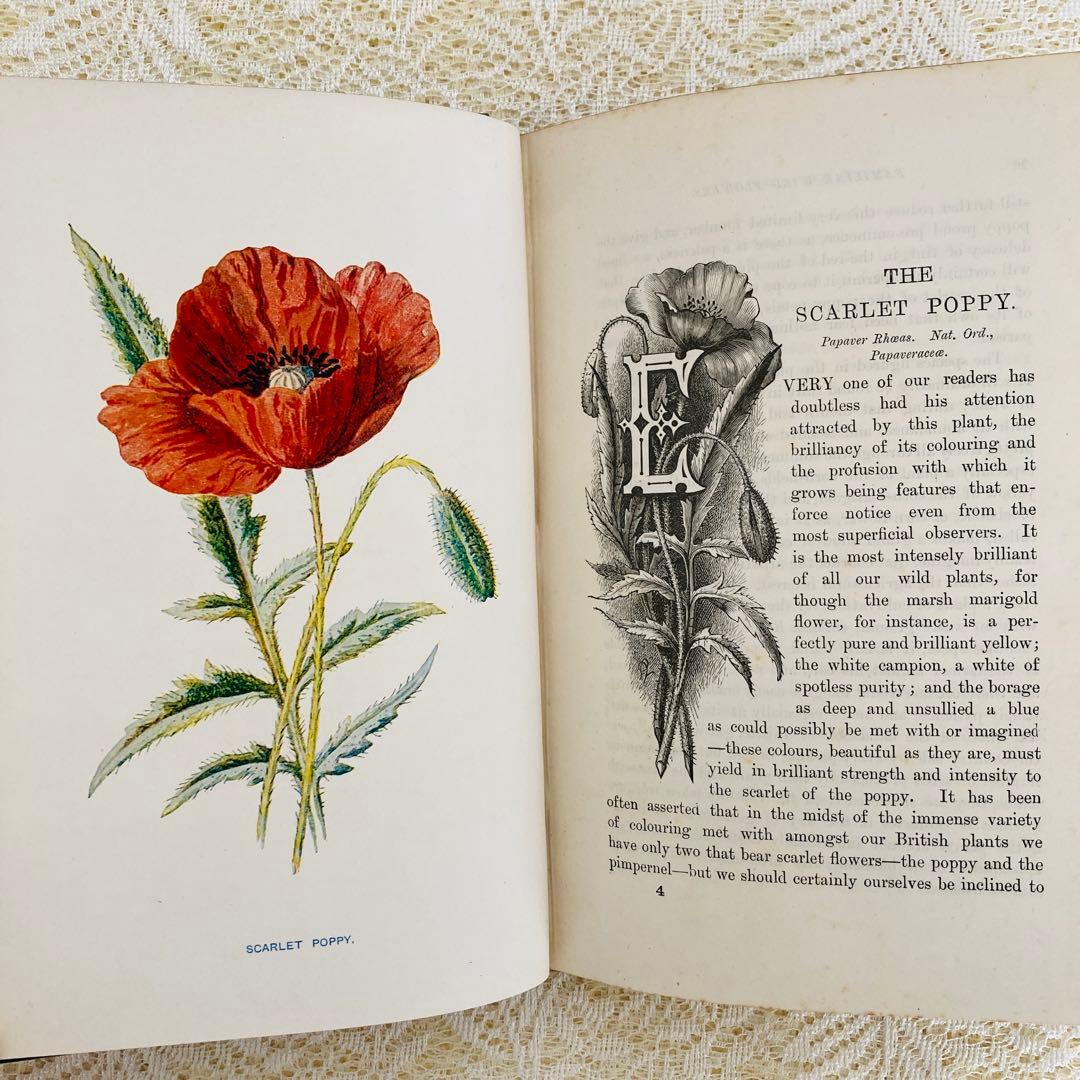洋書古書 希少 Familiar Wild Flowers アンティーク植物図鑑