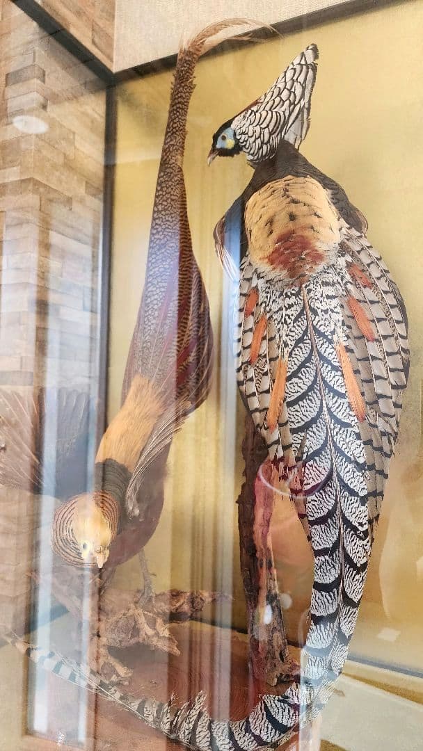特大 銀鶏鳥 錦鶏鳥 剥製 置物 高級木製枠ガラスケース - メルカリ