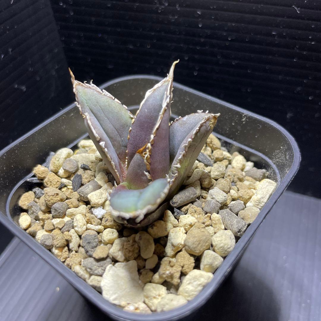 スプリングセール数量限定 アガベ チタノタ 狼人① 安心の発根済