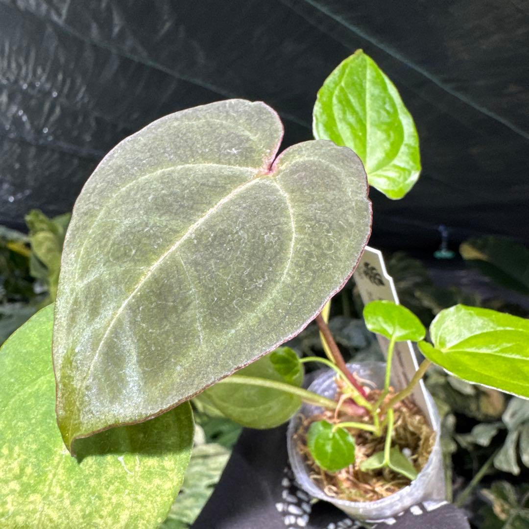 DR3アンスリウム ベッセアエ × デビリス×ドリームウィーバー