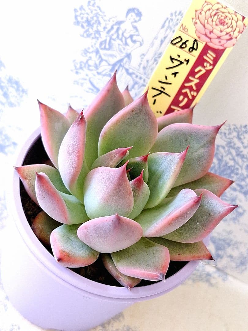 ヴィンテージレター札付きポットごとメルカリ便おらいさん苗ミックス