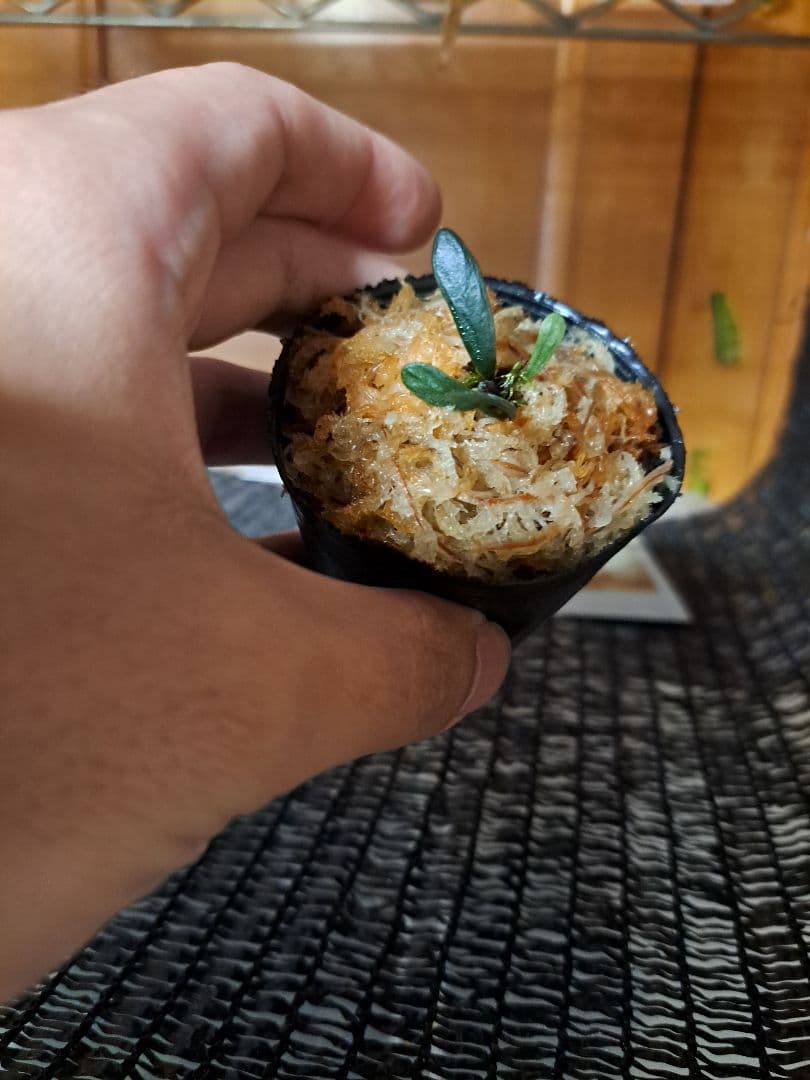 熱帯植物 シダ 希少種 Haplopteris heterophylla - メルカリ