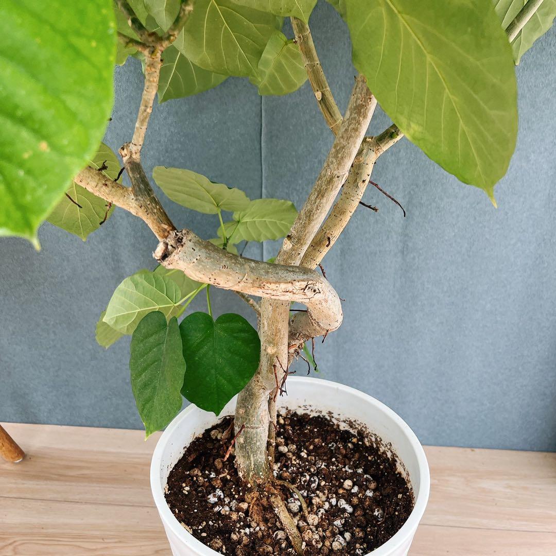 現品］12番 フィカス ウンベラータ 観葉植物 室内 大型 ゴムの木 個性