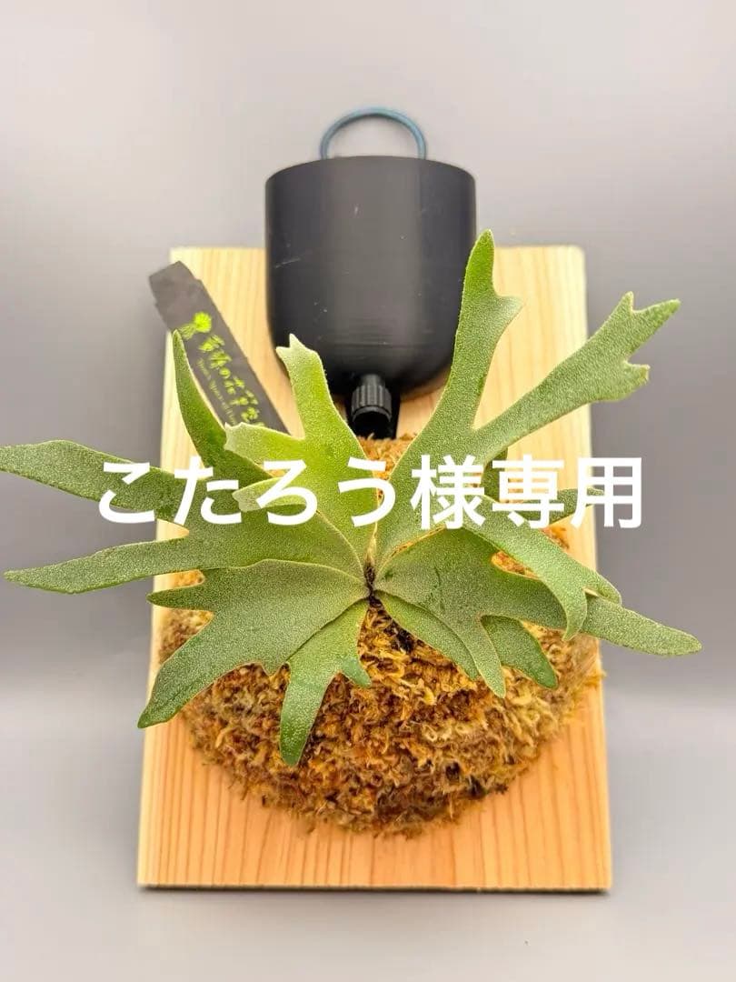 こたろう　ビカクシダ willinckii Golden Boy ビカクシダ willinckii Golden Boy sporeling 金童 - メルカリ