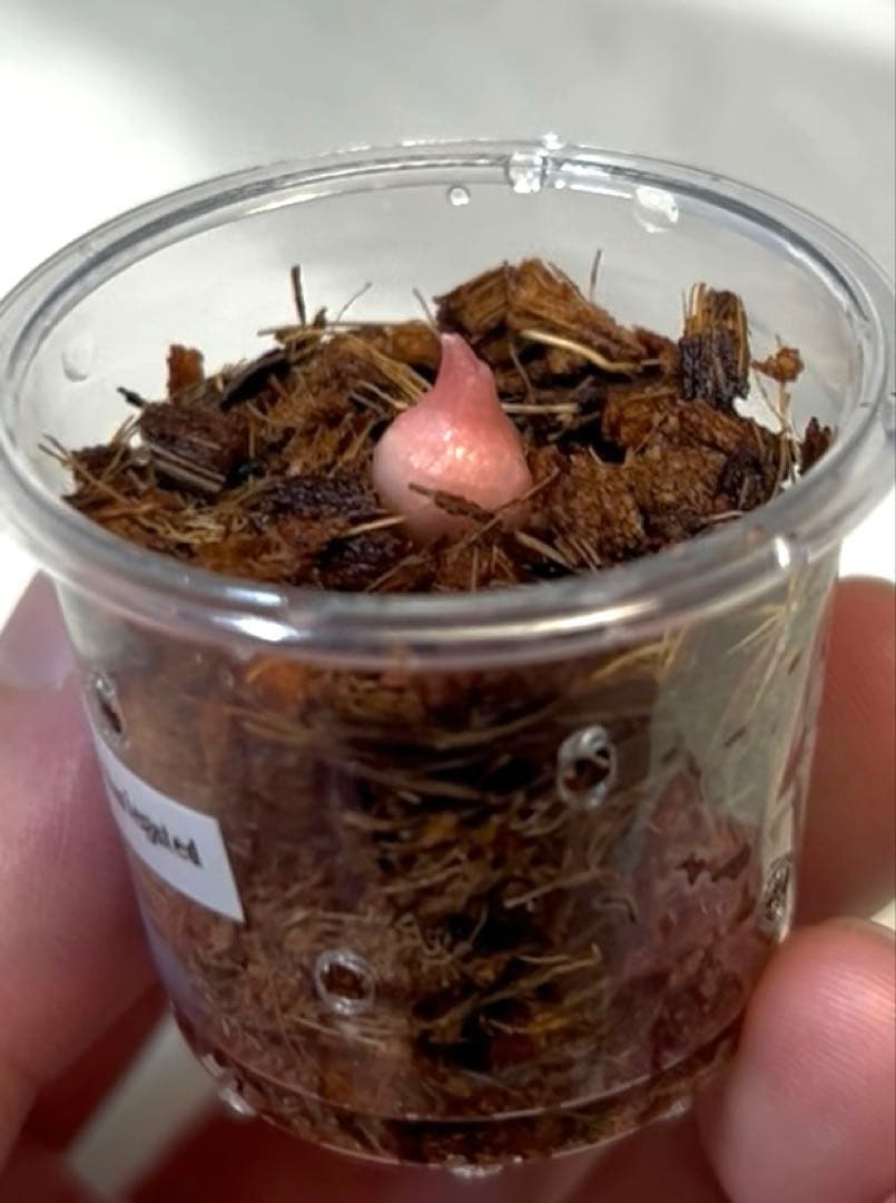 芋】 アロカシア シャントリエリ ピンク 斑入り