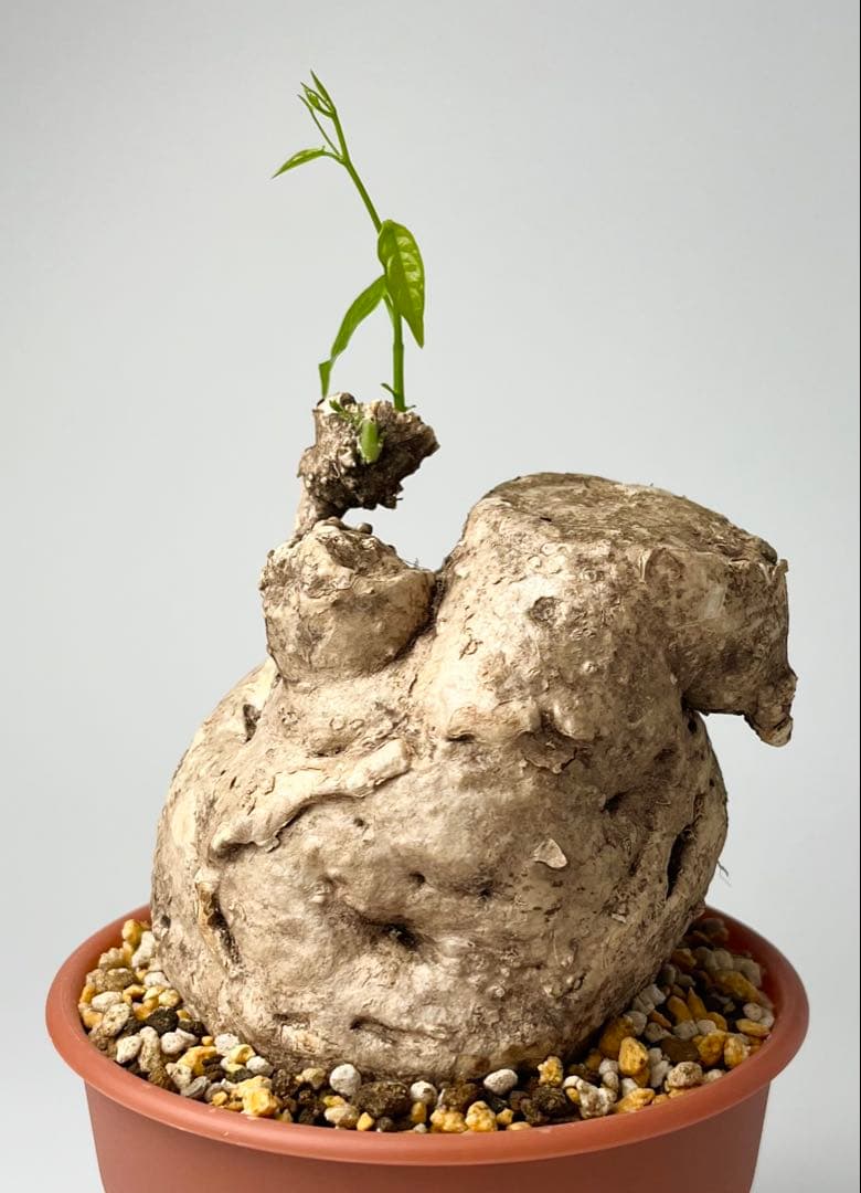 激レア/大株/塊根植物】アデニア ペナンギアナ 鉢植え - メルカリ