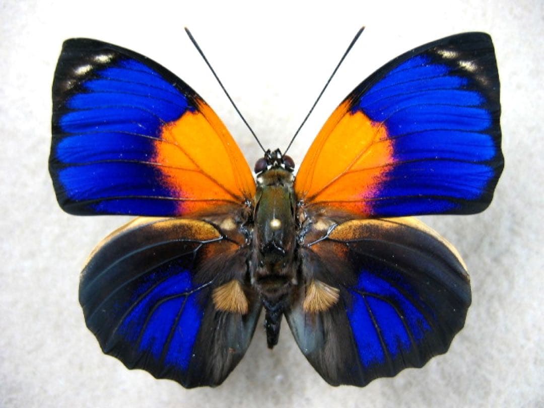 ミイロタテハ♂♂標本セット☆南米ブラジル産☆ 大型 62/61mm 美麗標本 蝶