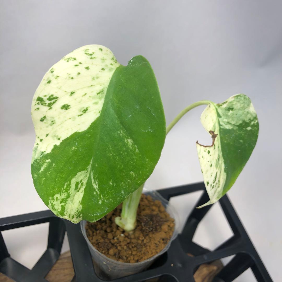 5株セット ms52 【特別選抜】ホワイトモンスター／天津蘭 モンステラ