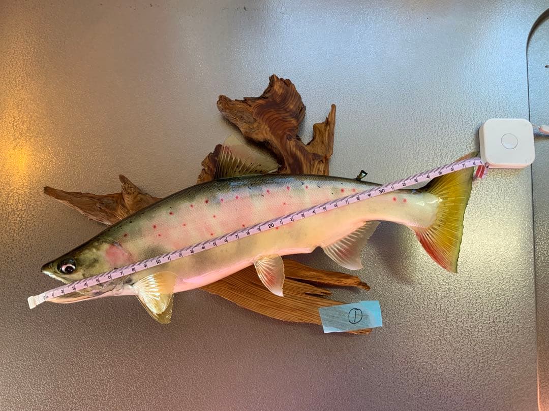 山女（天魚・アマゴ）の剥製380~90mm 尺オーバーsize…No1 山女（天魚・アマゴ）の剥製380~90mm 尺オーバーsize…No1 - メルカリ