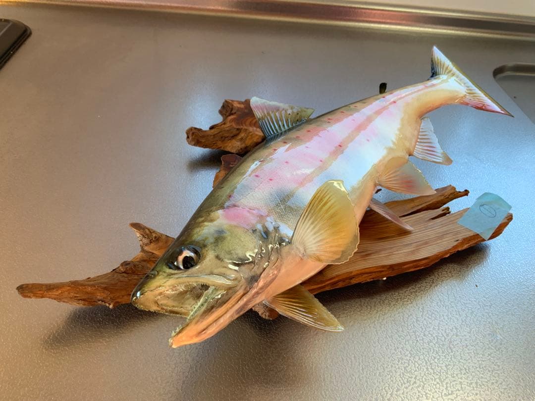 山女（天魚・アマゴ）の剥製380~90mm 尺オーバーsize…No1 - メルカリ