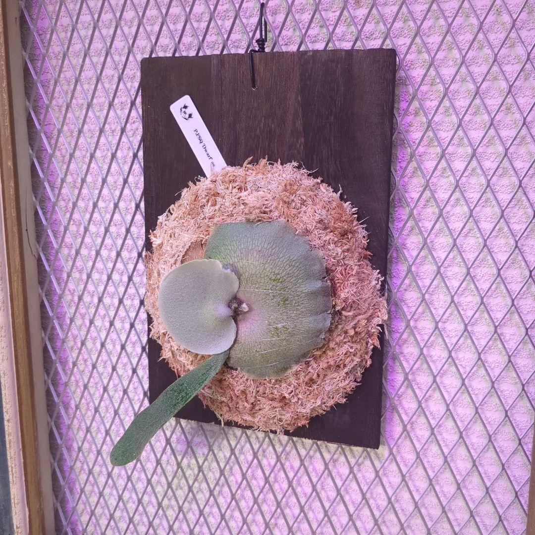 わ*ち様 【1株限定出品】P.FSQ 'Dwarf' oc/ビカクシダ - メルカリ