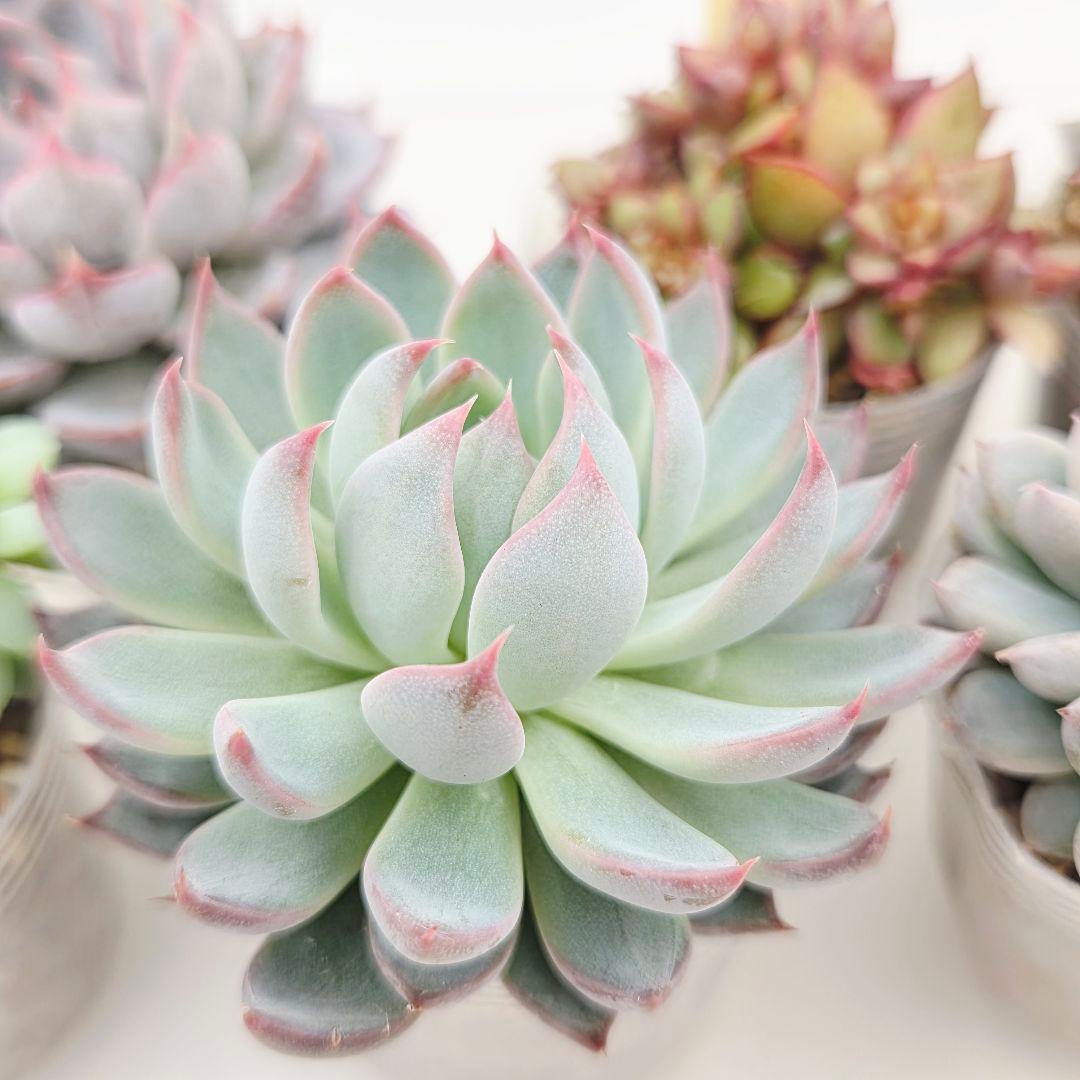 か*え様 ㊲大きめ苗! 桜鬼❣️ちょこん❣️華切子❣️おらいさん発根済 6苗 メ