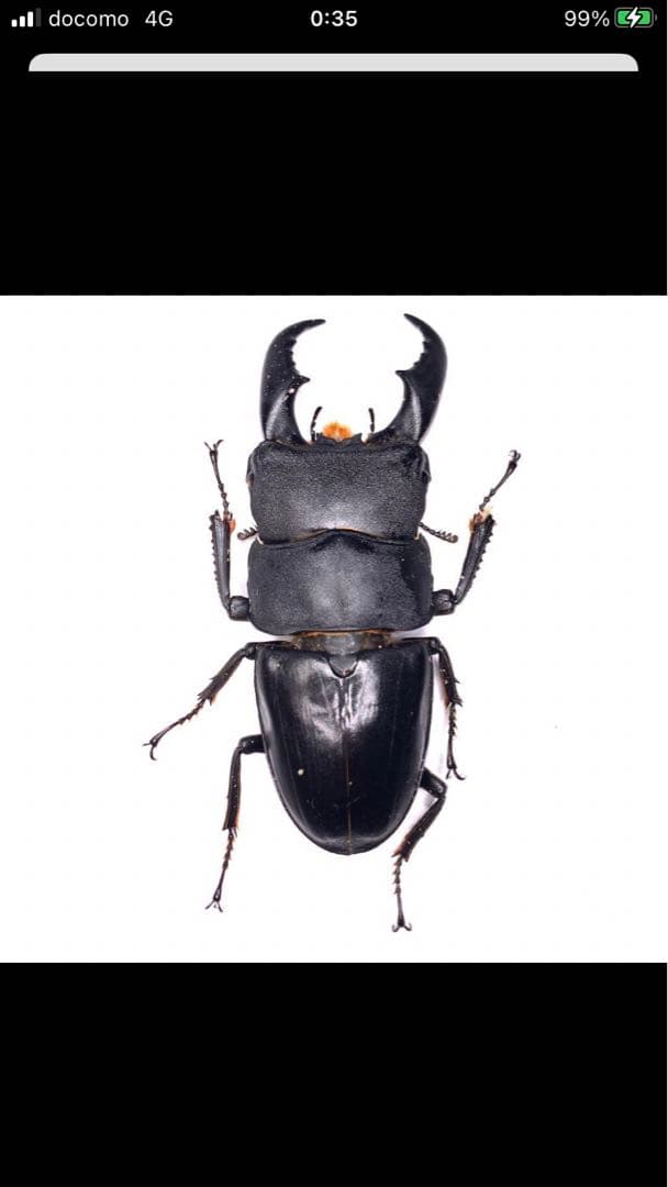 サキシマヒラタクワガタ♂標本 - メルカリ