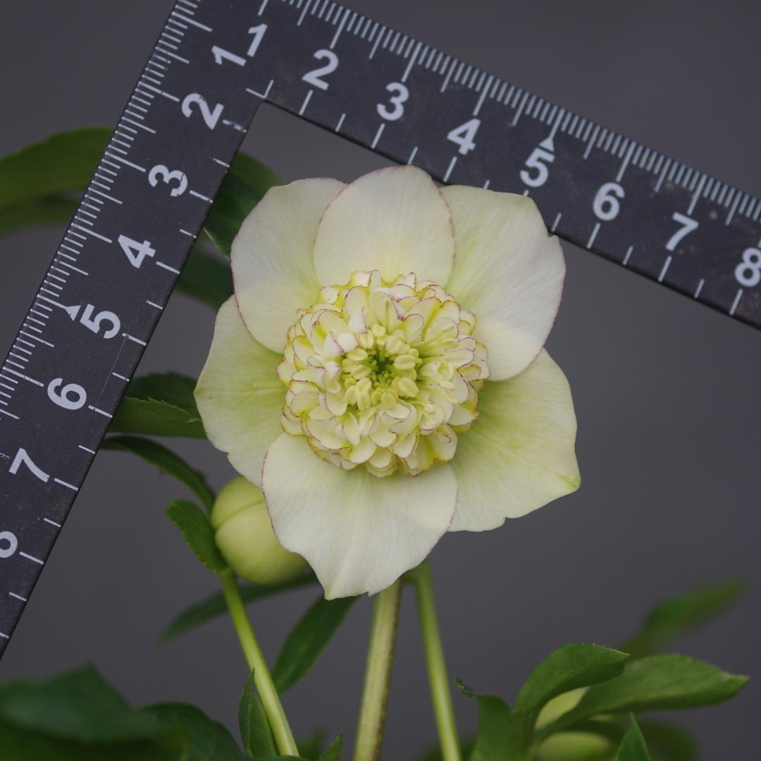 7277 認定！モーリー大株 クリスマスローズ開花 加藤農園 - メルカリ