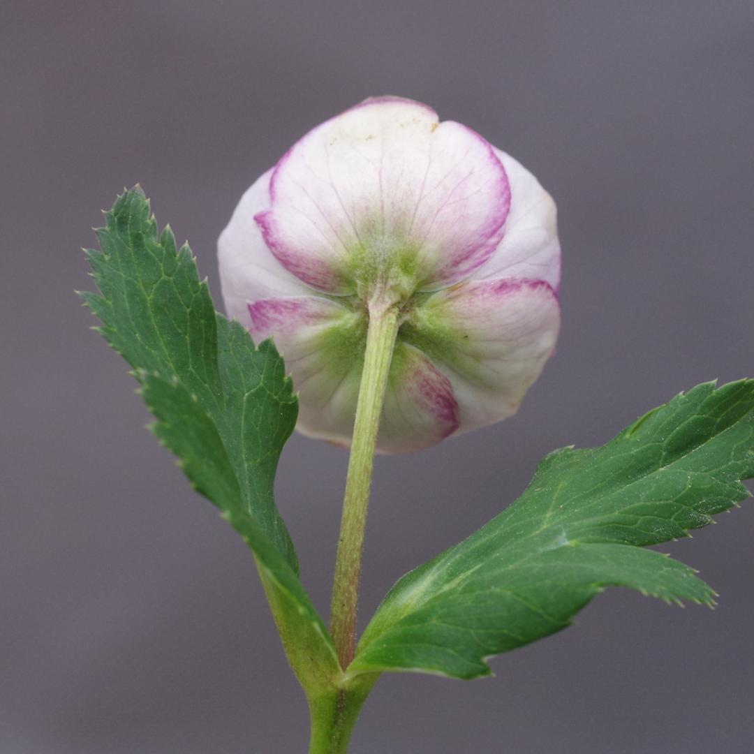 7381 認定！アンティークモーリー クリスマスローズ開花 加藤農園