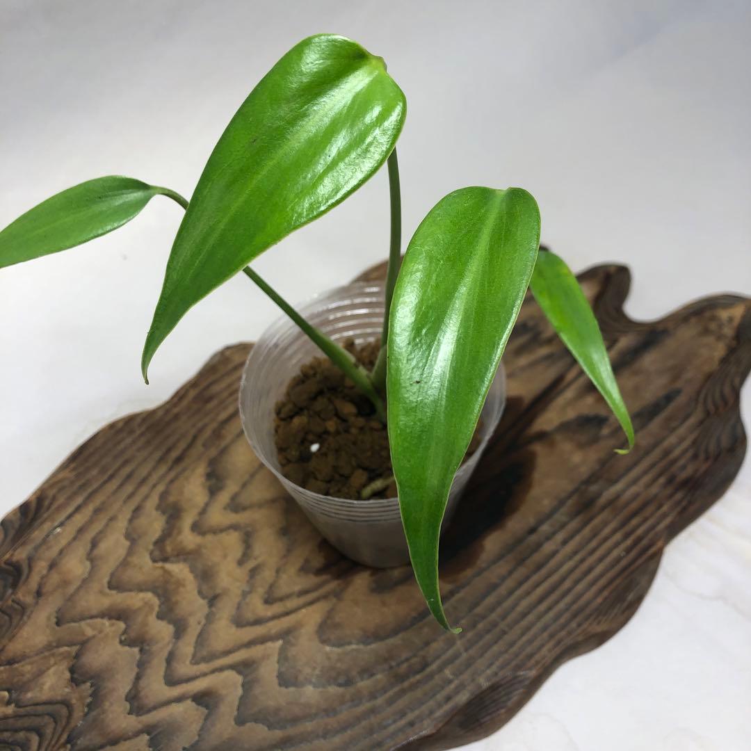 MS59 5株セットモンステラ バールマルクスフレーム - メルカリ