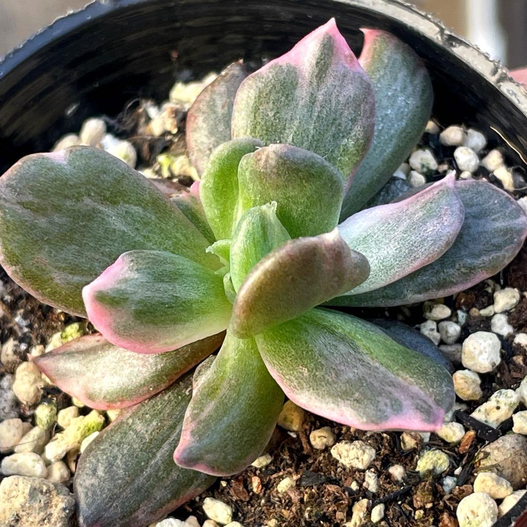 専用！ 高級品種 稀少 インドネシア多肉 プリンス錦3点セット 速達代付