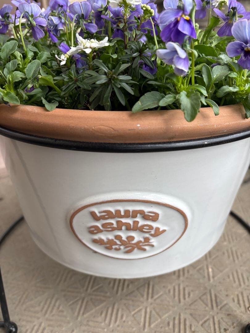 ブルージャスミンのおしゃれな鉢植え大型・スタンド付☆ LAURA ASHLEY