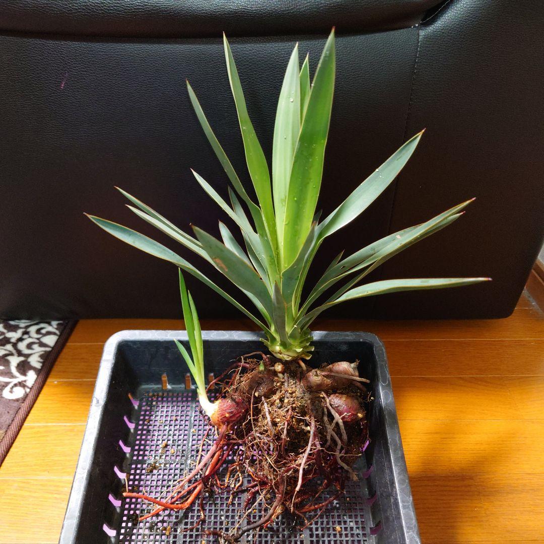 ユッカグロリオサ 子株付き 抜き苗 らくらくメルカリ便 - メルカリ