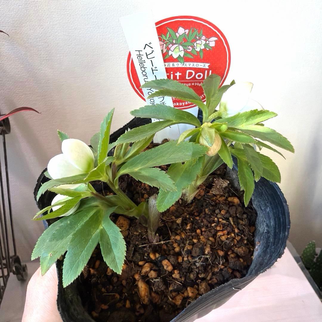 【横山園芸】クリスマスローズ ベビードール　 プチドール《1/8》ホワイト系