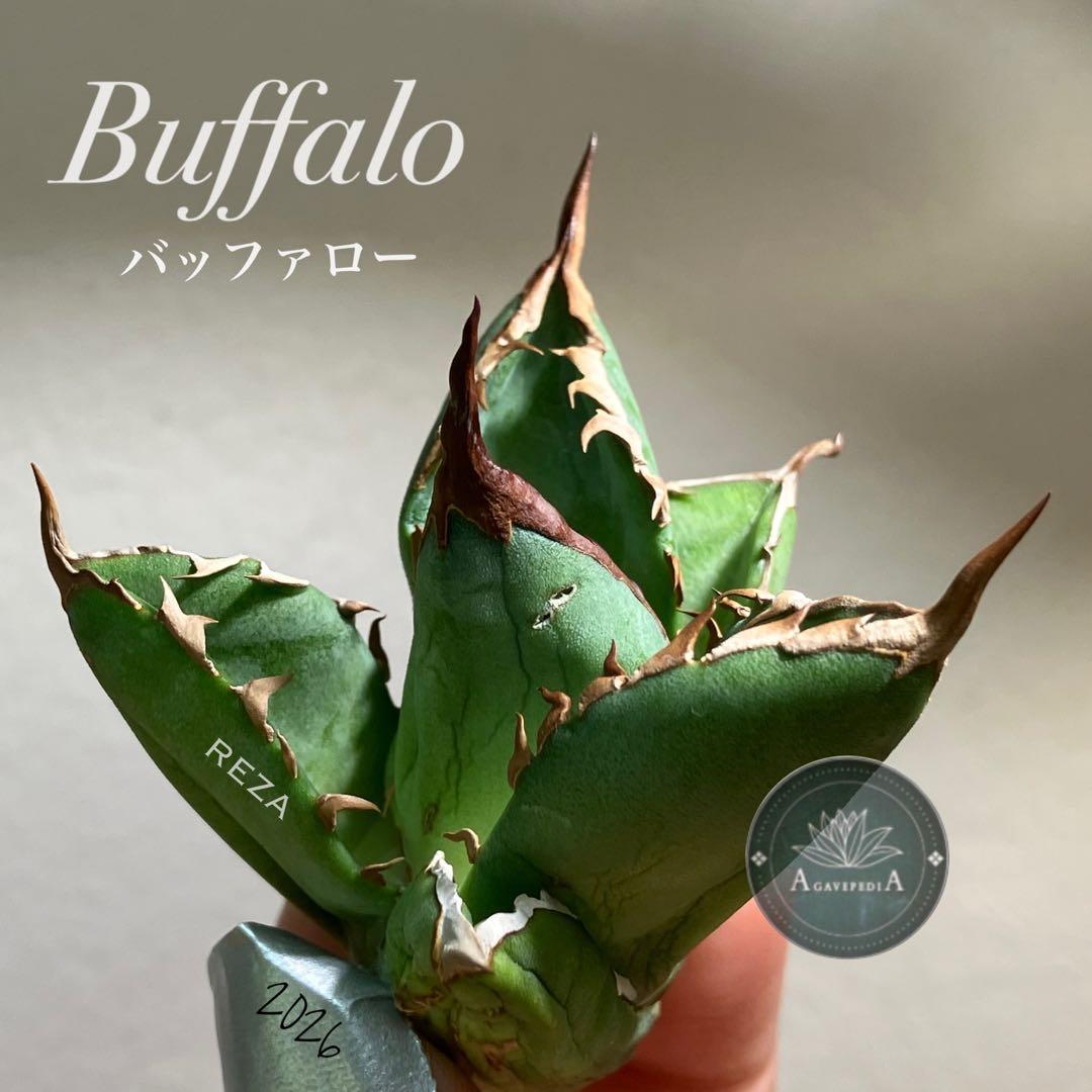 T*☆様 【初売りオークション】111 REZA産　目玉　選抜　アガベ　BUFF お知らせ・新着情報 | 九州熊本豚骨 味千ラーメン