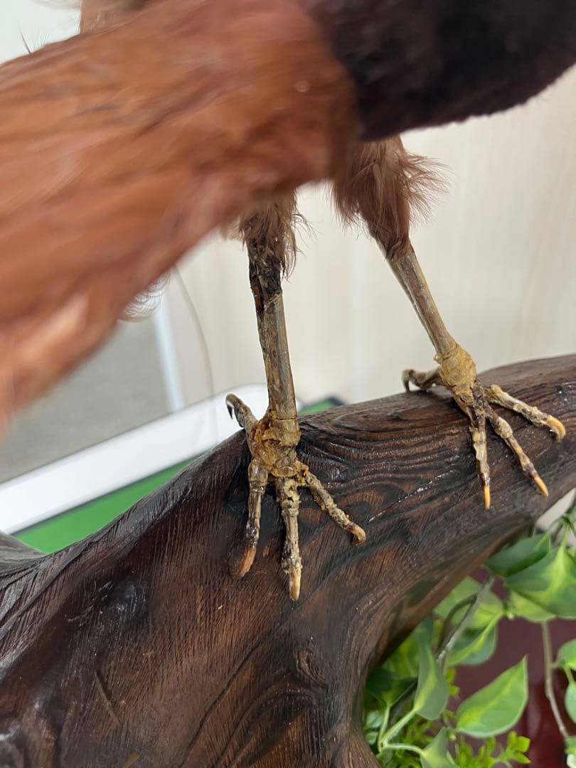 淡*雪様 鳥の標本 極楽鳥 インドネシア 剥製 - メルカリ