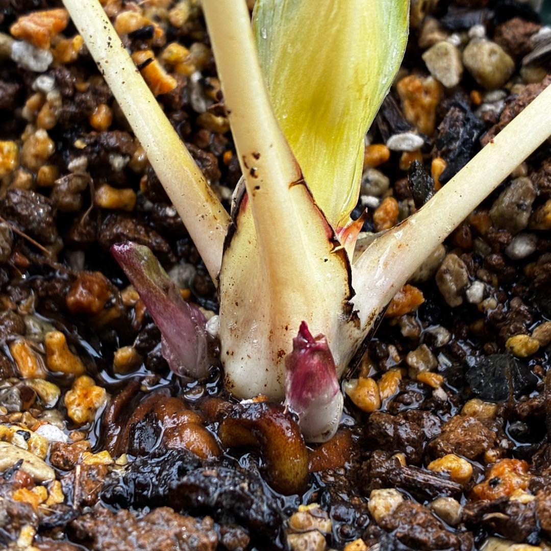 ぽ*た様 3574☘️蕾花タグ付き☘️超極上☘️超希少⭐️SD⭐️蜃気楼⭐️大木