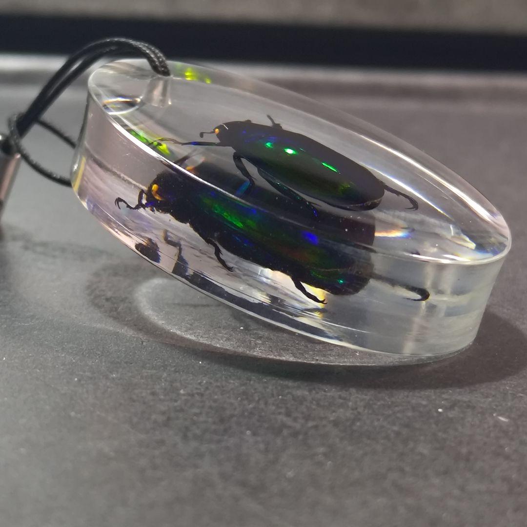 せぼっと様専用 コガネムシ レジン封入標本 - メルカリ