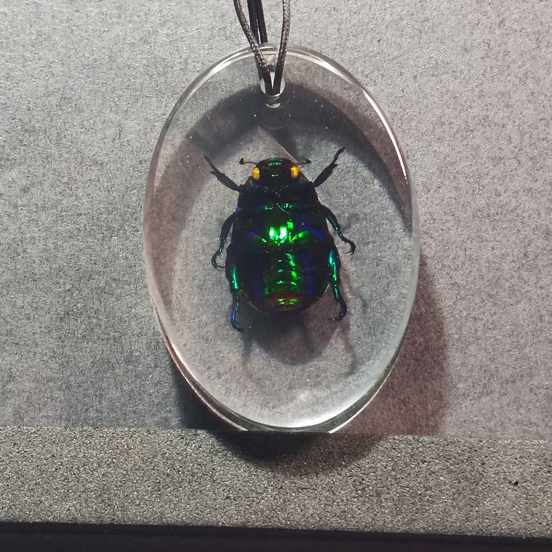 せぼっと様専用 コガネムシ レジン封入標本 - メルカリ