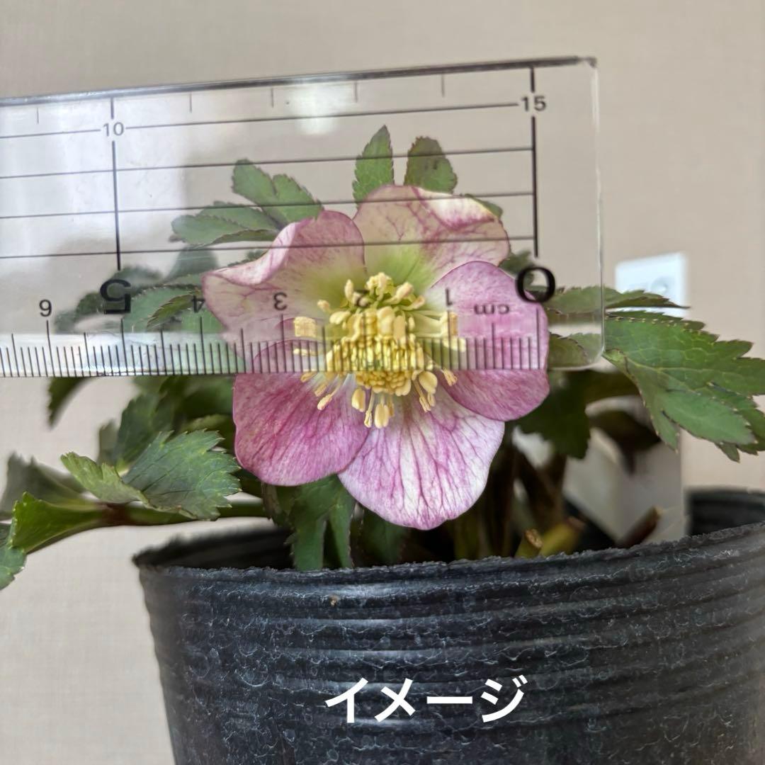 準備中】大木ナーセリー クリスマスローズ ポーセリンSS プリティ