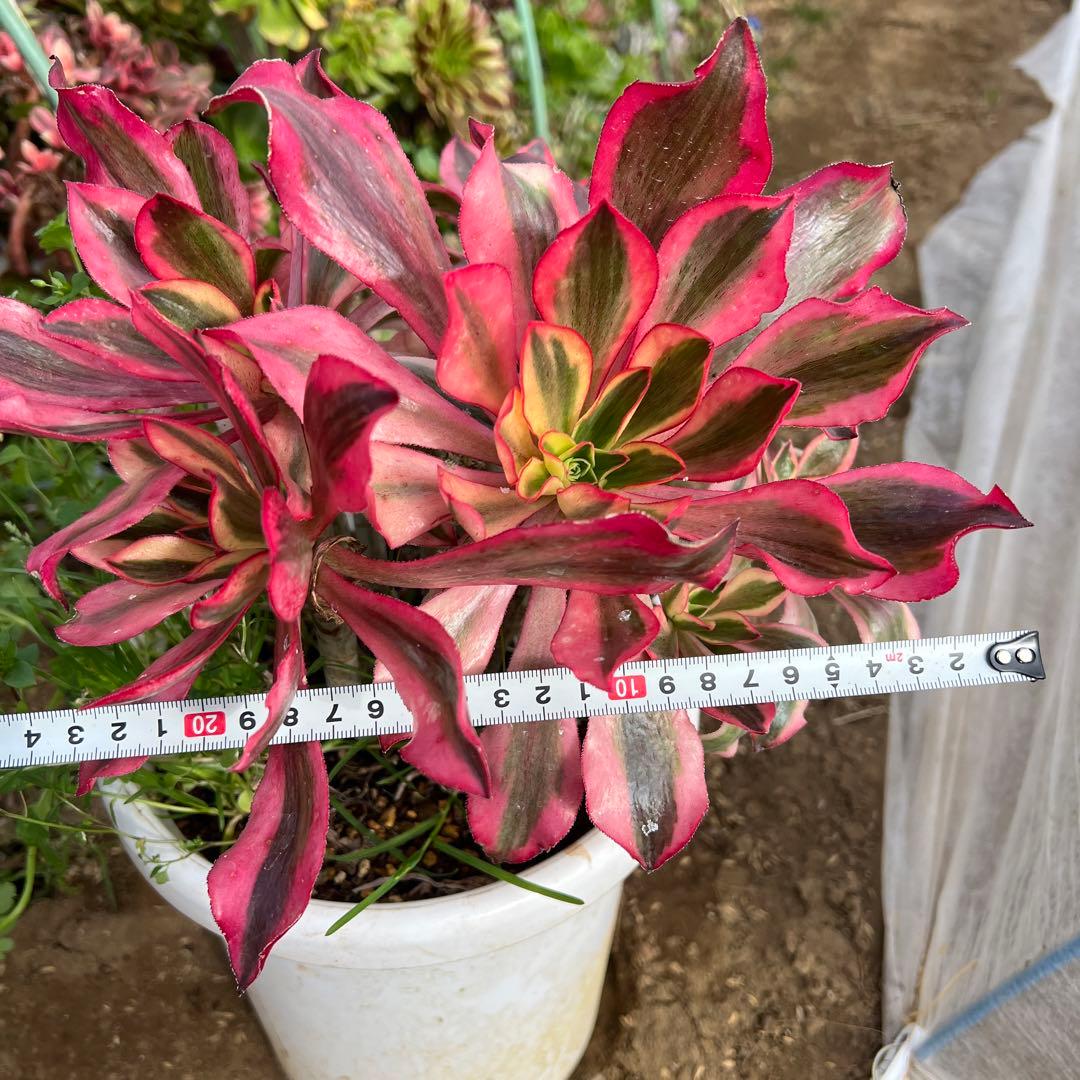 多肉植物。アエオニウム魅影法師錦抜き苗13頭 - メルカリ