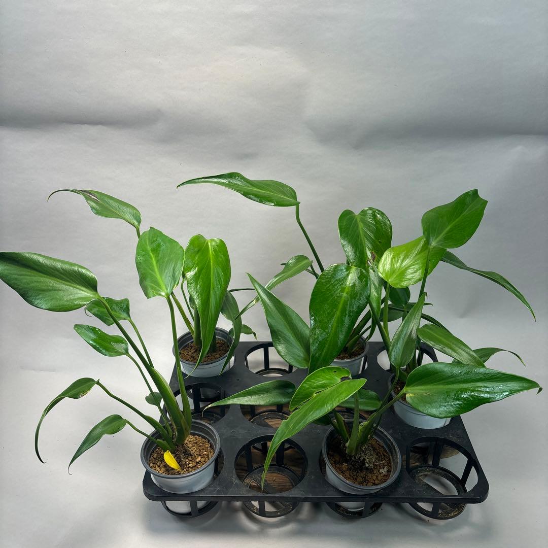 マ*ー様 訳あり5株セットms79モンステラ バールマルクスフレーム お*ぶ様 5株セットlsw648モンステラ バールマルクスフレーム 訳あり5株