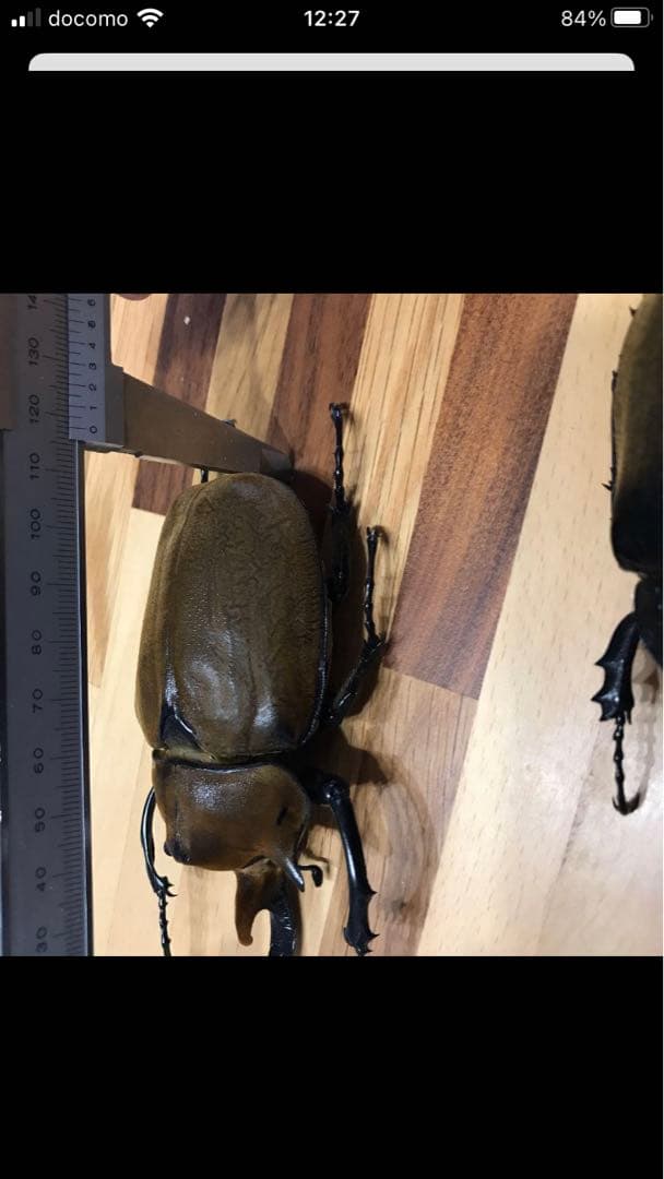 HiЯ∅様専用】エレファスゾウカブト♂♀ペア 標本 - メルカリ