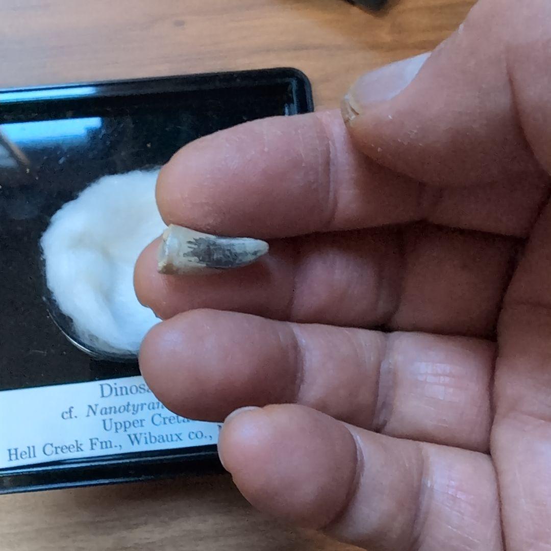 ナノティラヌス実物歯化石④ 本物 小さな暴君 ディノサウルス