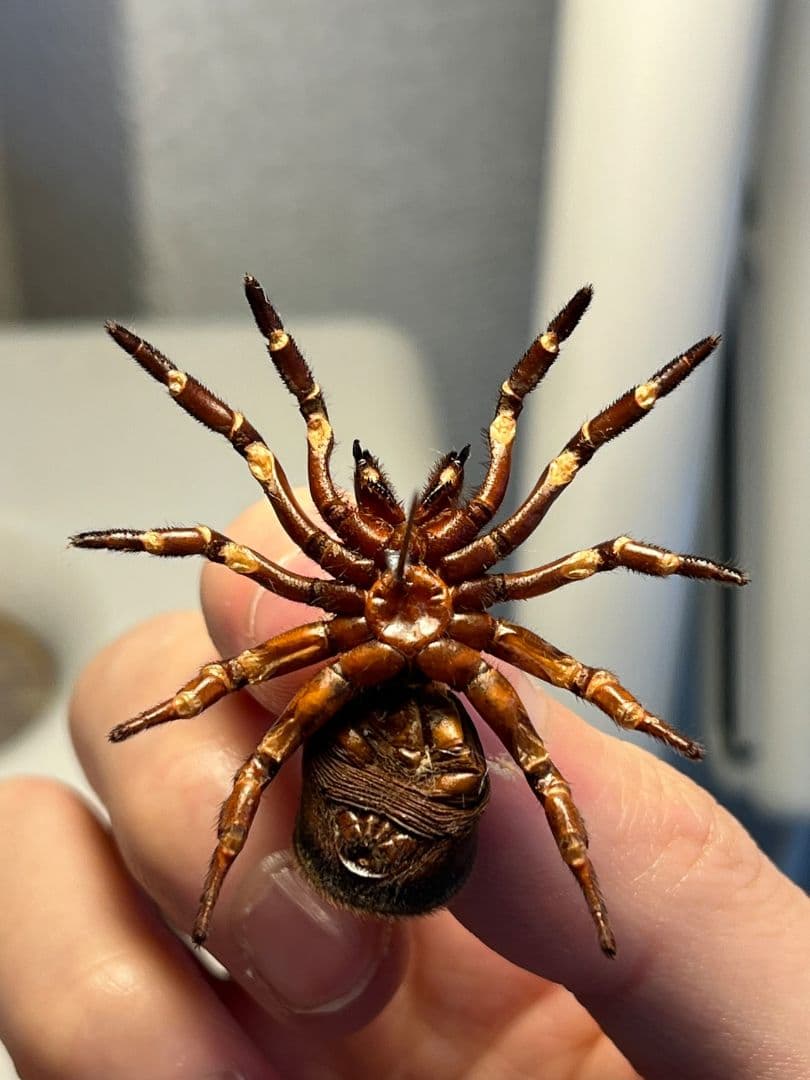 極美展足】シリキレグモ トラップドアスパイダー タランチュラ ムカデ