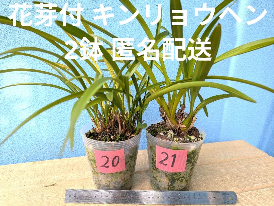 花芽付キンリョウヘン 金稜辺ニホンミツバチ誘引蘭 2鉢+日本蜜蜂蜜蝋