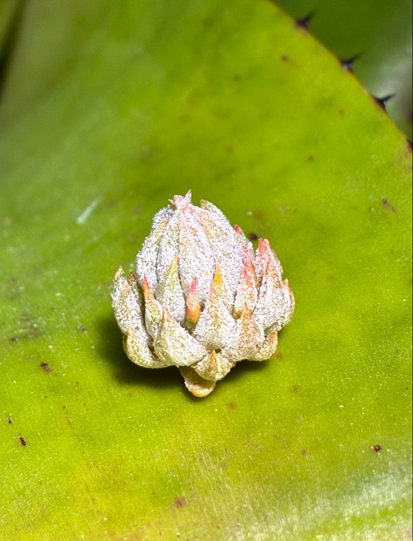 しばらくラストT. ionantha Nizanda T'S TROPICALS - メルカリ