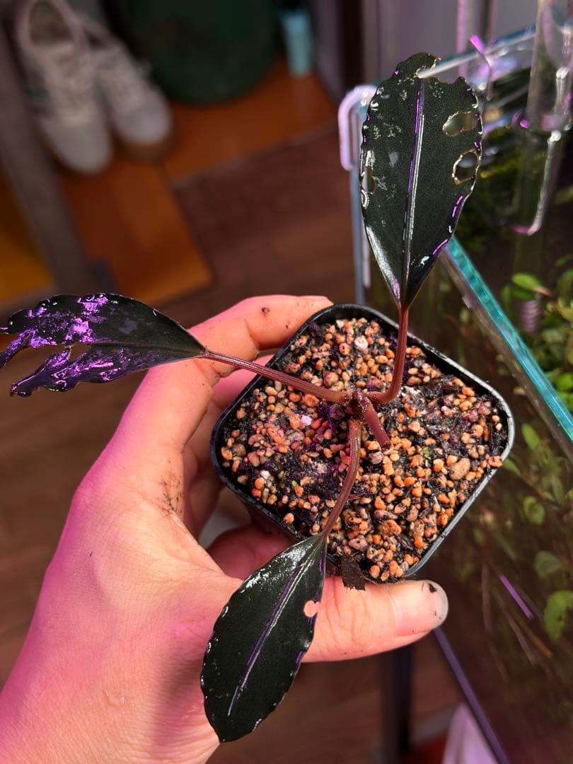 ブセファランドラ モトレィアーナ /パダワン Borneo - メルカリ